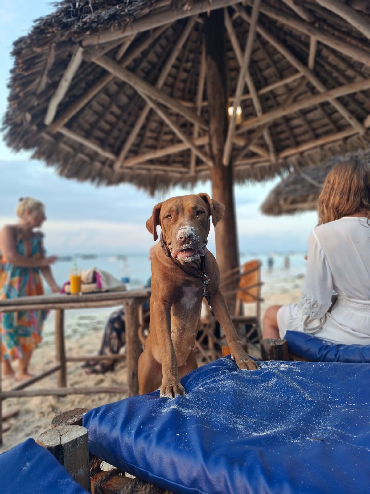 Guest photo of Zanzibar Gemini Celebration